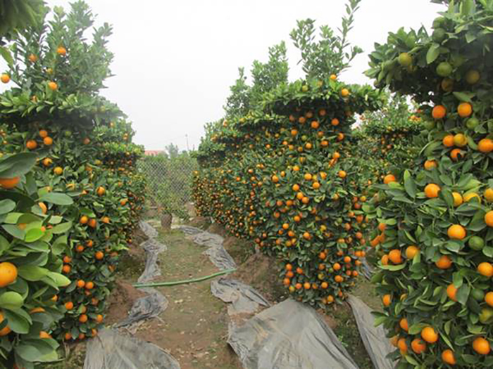 Ý nghĩa của cây quất năm hết tết đến là gì?